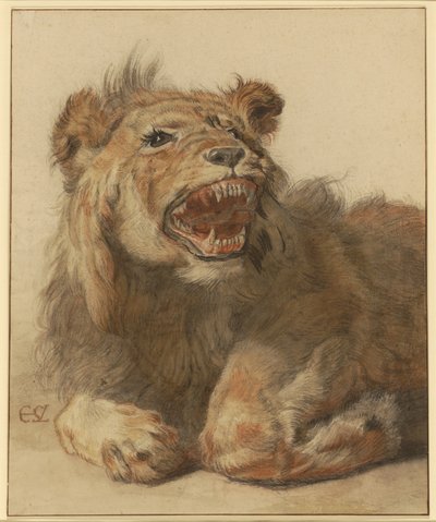 Aslan Hırlaması, yaklaşık 1625-33 (siyah ve kahverengi yıkamalı siyah ve kırmızı tebeşir) by Cornelis Saftleven