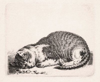 Uyuyan Kedi, c.1607-81 by Cornelis Saftleven