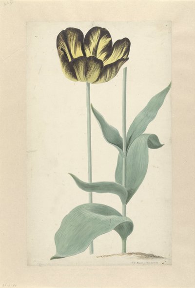 De tulp Bizard Catafalque Bizard Catafalque (nesne üzerindeki başlık) by Cornelis van Noorde