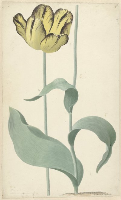 De tulp Tuhaf Louis d'Effroy Tuhaf Louis d'Effroy (nesnenin başlığı) by Cornelis van Noorde