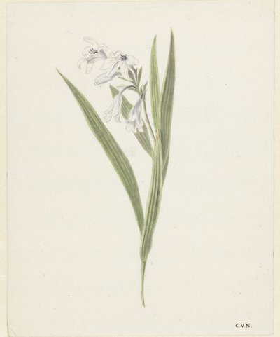 Frezya by Cornelis van Noorde