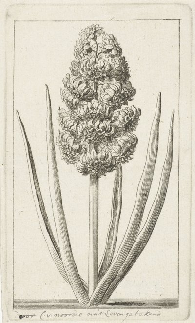 Sümbül by Cornelis van Noorde