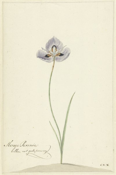 İris by Cornelis van Noorde