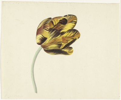 Tulip, Bizard Phoenix adlı by Cornelis van Noorde
