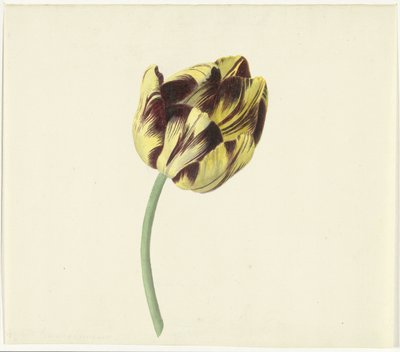 Tulp, Bizard the Roman Pontiff'i çağırdı by Cornelis van Noorde