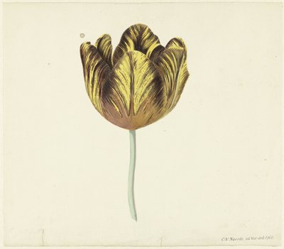 Tulip, Bizard Sub'ı aradı. a by Cornelis van Noorde
