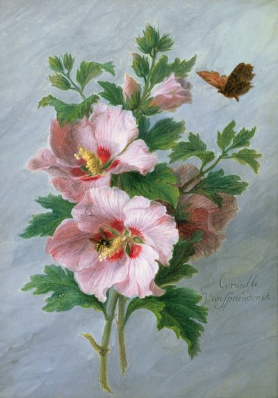 Hibiscus against a Marble Ledge  by Cornelis van Spaendonck