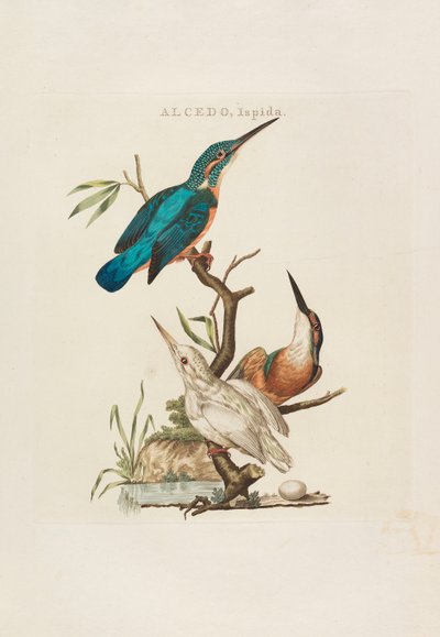 Hollandalı Kuşlar: Hanehalkı, Aert ve Özelliklerine Göre, 1770-1829. by Cornelius Nozeman