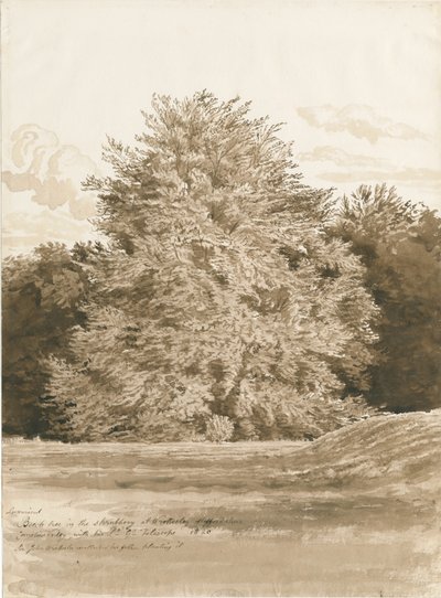 Wrottesley Hall - Çalılık: sepya çizimi, 1820 by Cornelius Varley