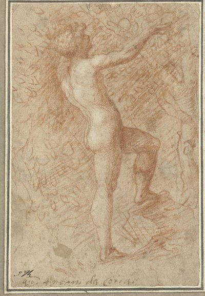Adem elmayı ağaçtan alır by Correggio