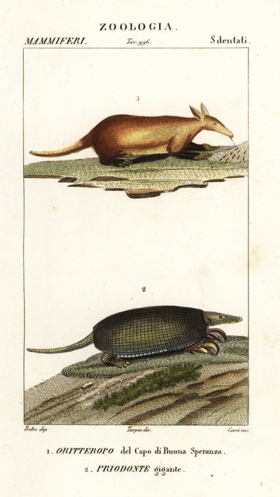 Ardwork ve Dev Armadillo by Corsi Corsi