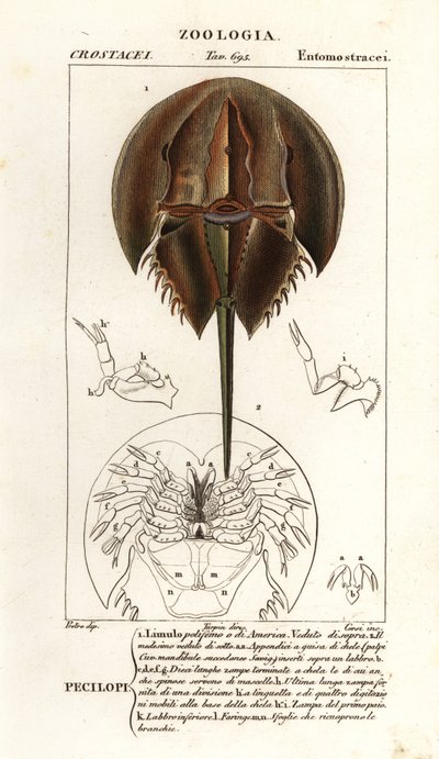 Atlantik at nalı yengeci, Limulus polyphemus by Corsi Corsi