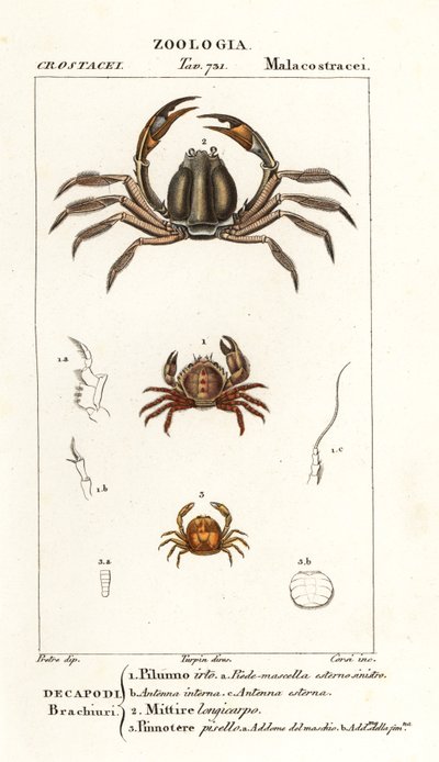 Kıllı yengeç, Pilumnus hirtellus 1, açık mavi asker yengeç, Mictyris longicarpus 2, bezelye yengeç, Pinnotheres pisum 3 by Corsi Corsi