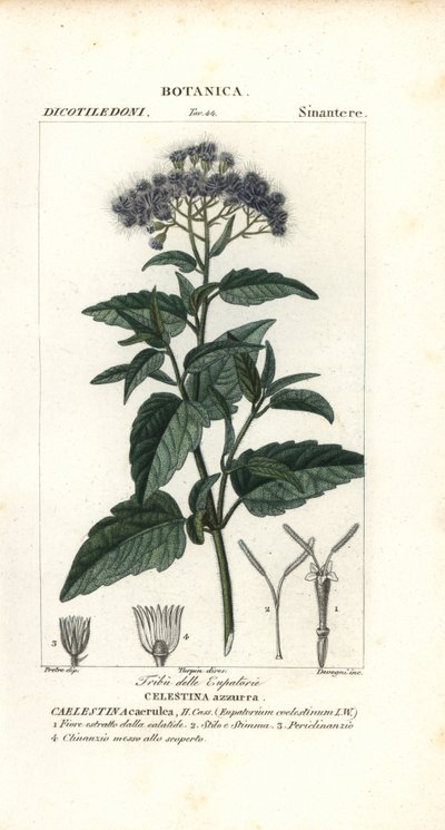 Kelebek sisi, Ageratum corymbosum by Corsi Corsi