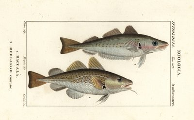 Morina balığı, Gadus morhua, Baccala 1 ve mezgit, Merlangius merlangus, Merlango comune 2 by Corsi Corsi