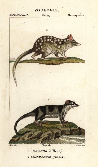 Doğu quoll ve su opossum by Corsi Corsi