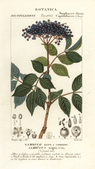 Avrupa kara mürver, Sambucus nigra, siyah veya adi mürver by Corsi Corsi