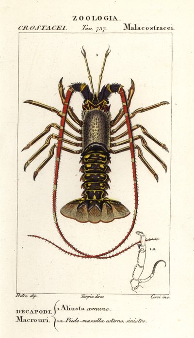 Avrupa dikenli ıstakoz, Palinurus fili by Corsi Corsi