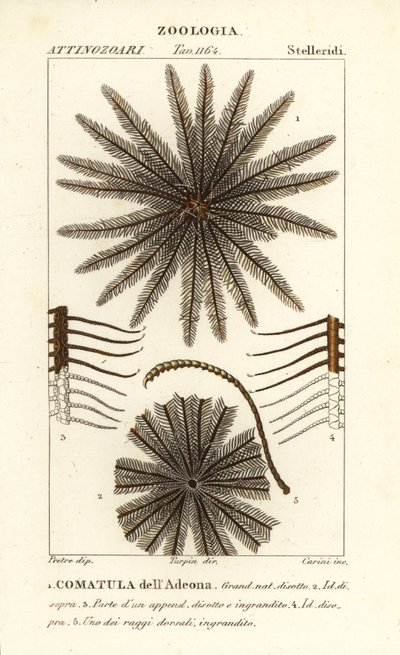 Tüy yıldız krinoid, Oligometrides adeonae, Comatula adeonae, Comatula dell