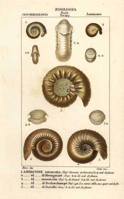 Soyu tükenmiş ammonit türlerinin fosilleri by Corsi Corsi