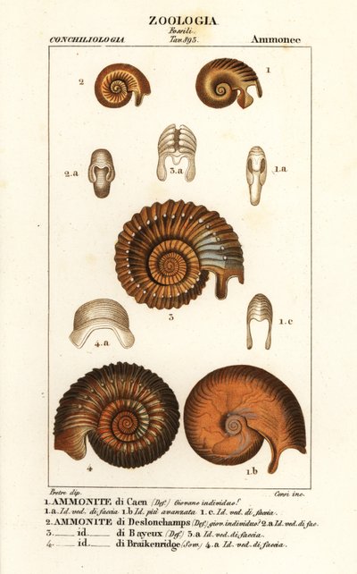 Soyu tükenmiş ammonit türlerinin fosilleri by Corsi Corsi