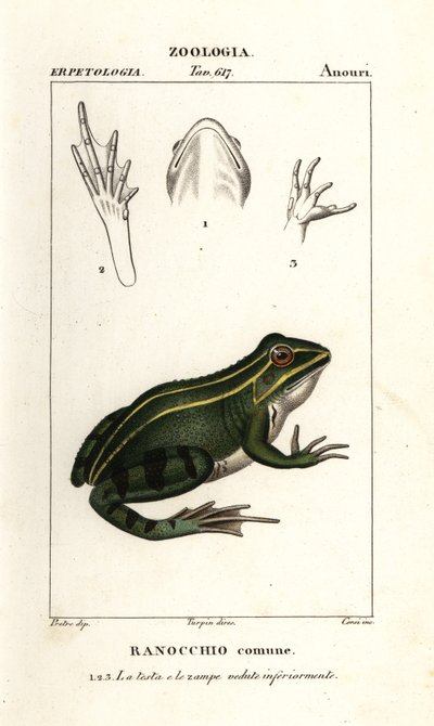 Yeşil kurbağa, Pelophylax kl esculentus by Corsi Corsi
