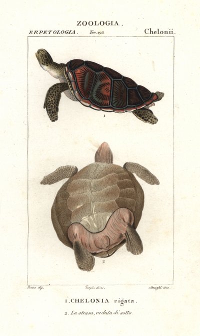 Yeşil deniz kaplumbağası, Chelonia mydas Nesli Tehlikede by Corsi Corsi
