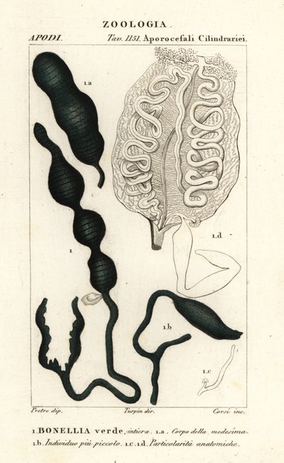 Yeşil kaşık kurdu, Bonellia viridis by Corsi Corsi