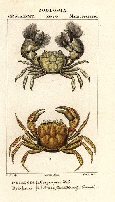 Hemigrapsus penicillatus ve Potamon fluviatil by Corsi Corsi