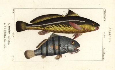 Karut şarlatanı, John carutta, Ionian carutta 1 ve siyah davul, Pogonias cromis, Pogonias fasciatus, Pogonia fasciato by Corsi Corsi