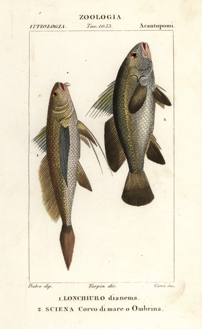 Longtail şarlatan, Lonchurus lanceolatus 1 ve yetersiz, şarlatan, levrek, gölge balığı, Argyrosomus regius 2 by Corsi Corsi