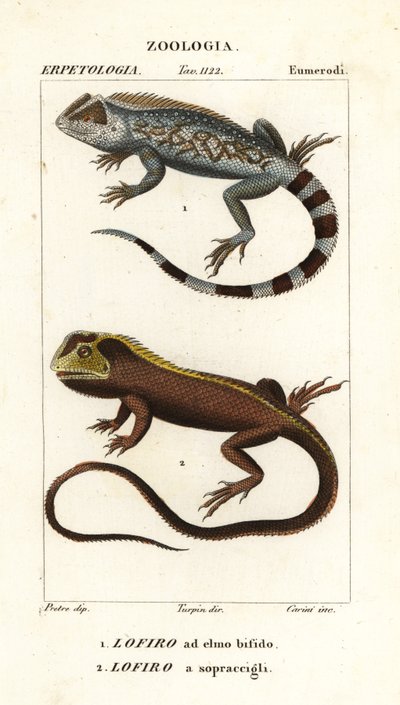 Lyreshead kertenkele, Lyriocephalus scutatus 1 ve dalış kertenkele veya mophead iguana, Uranoscodon superciliosus 2 by Corsi Corsi