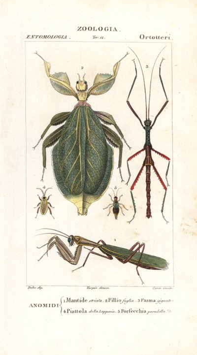 Mantis, yaprak böceği, sopa böceği vb. by Corsi Corsi