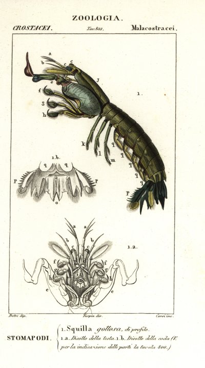 Mantis karidesi, Gonodactylus chiragra by Corsi Corsi