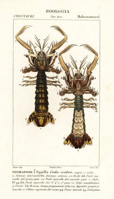 Mantis karidesi, Lysiosquilla scabricauda by Corsi Corsi