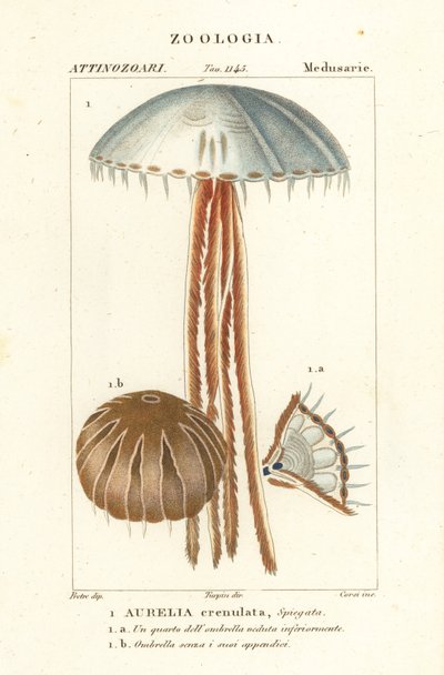 Ay denizanası, Aurelia crenulata by Corsi Corsi