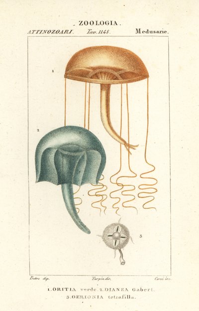Çıplak gözle medusa, Orythia viridis, Oritia verde 1 ve hidrozoanlar, Geryonia proboscidalis, Dianea gabert 2 ve Liriope tetraphylla, Gerionia tetrafilla 3 by Corsi Corsi