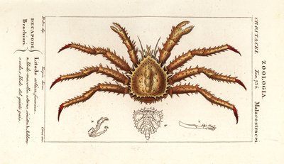 Norveç kral yengeç, Lithodes maja by Corsi Corsi