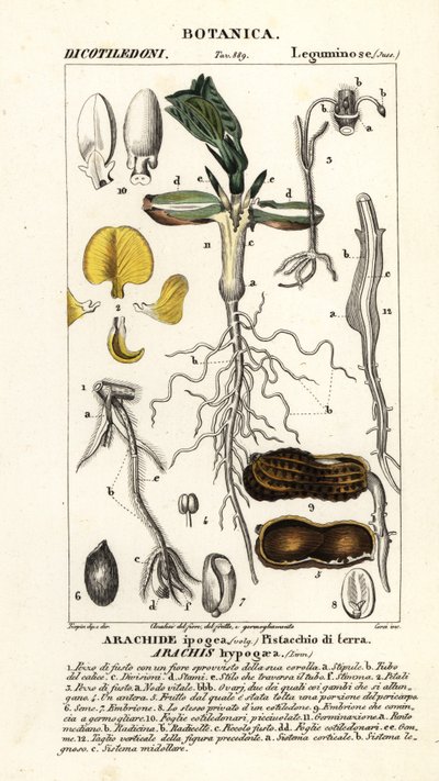 Fıstık veya yer fıstığı, Arachis hypogaea by Corsi Corsi