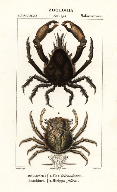 Pisa tetraodon ve Micippa philyra by Corsi Corsi