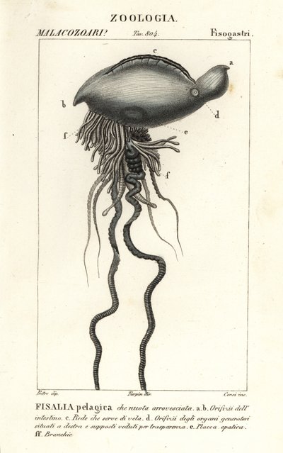 Portekizli savaş adamı Physalia physalis by Corsi Corsi