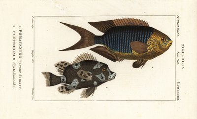 Safir hanım, Pomacentrus pavo, pavone di mare 1 ve alacalı tatlı dudaklar, Plectorhinchus chaetodonoides, Plettorinco chetodonoides 2 by Corsi Corsi