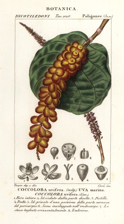 Deniz üzümü veya baygrape, Coccoloba uvifera, Deniz üzümü by Corsi Corsi