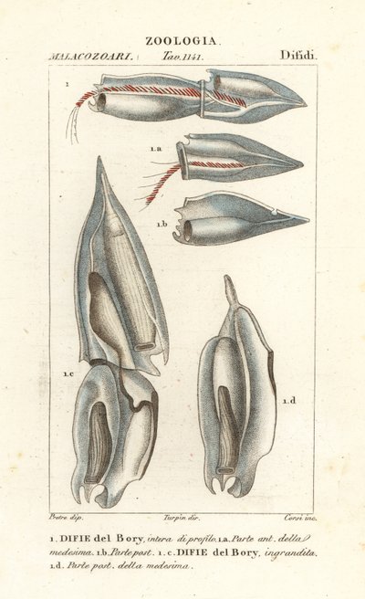 Sifonoforlar, Diphyes dispar, Diphyes boryi, Difie del Bory by Corsi Corsi