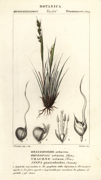 Mızrak otu, Piptochaetium panicoides by Corsi Corsi