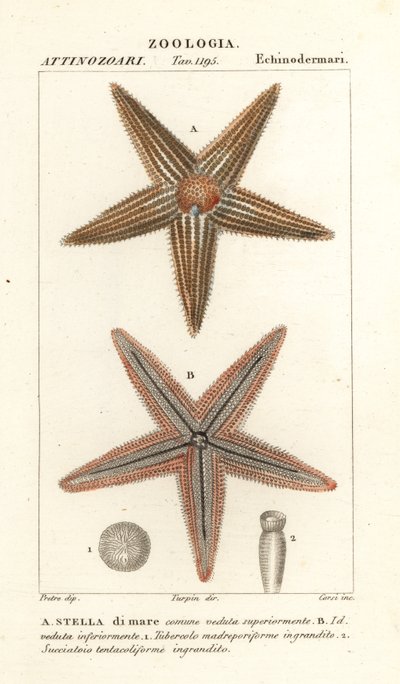 Deniz yıldızı veya deniz yıldızı, Asterias rubens by Corsi Corsi