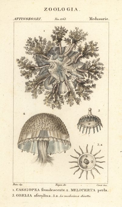 Baş aşağı denizanası, Cassiopea frondosa 1, Melicertum tür 2 ve obelia polip 3 by Corsi Corsi