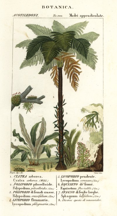 Batı Hindistan treefern, Cyathea arborea, asma eğreltiotu, Microgramma piloselloides 2, zarif eğrelti otu, Niphidium crassifolium 3, kaba püskül eğreltiotu, Huperzia phlegmaria 4, geyik boynuzu clubmoss, Lycopodiella cernua 5, su atkuyruğu by Corsi Corsi