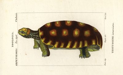 Sarı ayaklı kaplumbağa veya Brezilya dev kaplumbağası, Chelonoidis denticulatus Testudo tabulata Testuginne intarsiata by Corsi Corsi