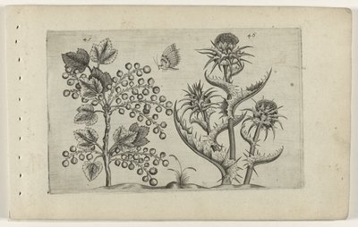Aalbes en Mariadistel Zambakları bilin (dizi adı) by Crispijn van de Passe (I) (attributed to)